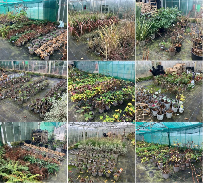 Stags - Dispersal Sale Of Hydrangea Plant Stock & Other Plants Auction - Auction Image 1